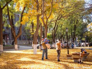 寻找山东最美大学|山东大学朱丽萍：《秋日暖阳，银杏叶语》