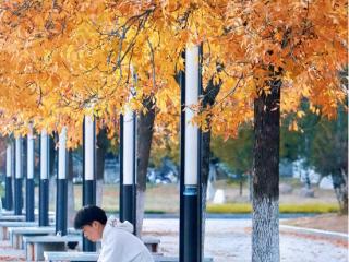 寻找山东最美大学|山东师范大学陈璐瑶《金色的雨》