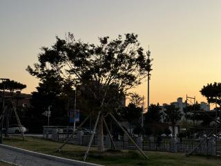 寻找山东最美大学|青岛城市学院贺佳乐《情树》