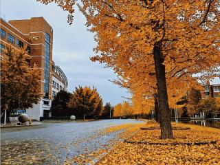 寻找山东最美大学|山东科技大学《高校秋韵·银杏诗语绘风华》