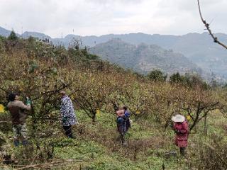 【新春走基层】冬闲人不闲 果树修枝忙