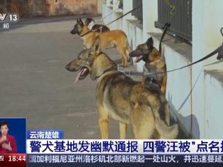 四只警犬被“点名批评” 其实可靠的它们各有绝活