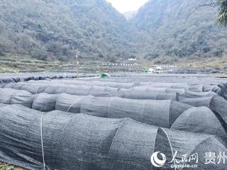 新春走基层│大山里的“致富密码”