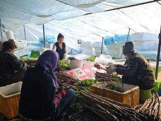 安图：反季山野菜成了村民增收“香饽饽”