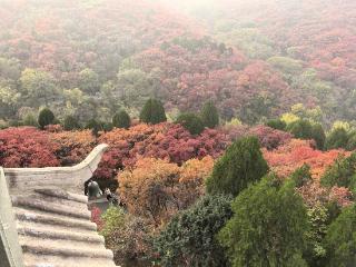 寻找山东最美大学|山东大学钟佳桐《层林尽染》