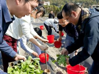 “课堂+田间”教学 福建中烟开展烟叶移栽产教一体化实训