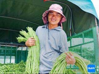 南菜北运正当时 海南瓜果菜主销往苏桂冀豫鄂