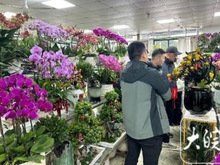 合肥年宵花市场火爆 品种服务都上新