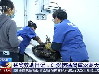 “放飞它们的那一刻最高兴” 猛禽救助中心和223位特殊“访客”