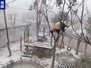 萌劲十足！秦岭大熊猫雪中撒欢成“芝麻汤圆”