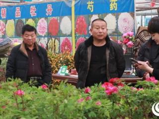 新春走基层丨直击菏泽催花牡丹培育基地、快递中转、销售大市场