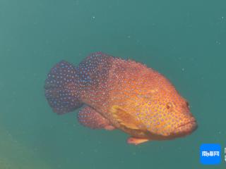 海南实现红瓜子斑等名贵石斑鱼规模化繁育