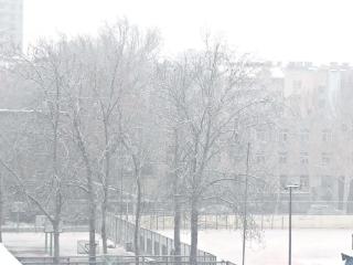 飞雪迎春到，济南市区雪花飘飘一片洁白