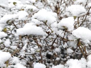 新年新雪新气象，玉树琼枝别样姿