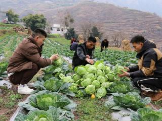 威宁自治县水塘村：“订单蔬菜”采收忙