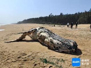 海南：两头自然搁浅死亡巨鲸标本有望明年展出