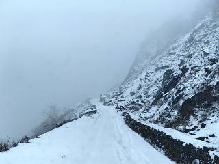 重庆的漫天飞雪里，竟然有这样的“森林凤凰”