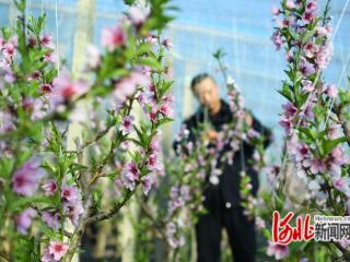 河北乐亭：桃花樱桃相映红 深冬展望好年景