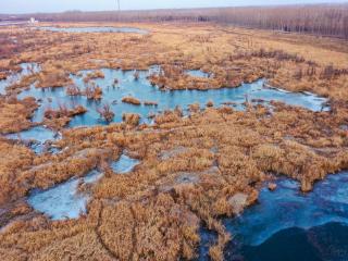 寒潮凶猛青岛大沽河湿地冰封，白鹭无法觅食在等候解冻