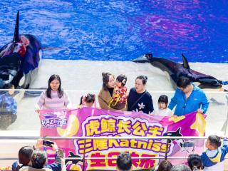 新春上新科普课，珠海长隆飞船乐园为虎鲸“三隆”过生日