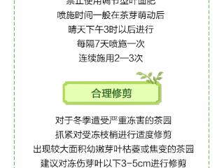 农时说节气｜春风十里不如杯中有你！茶树还在“呼呼大睡”？立春别忘催一催