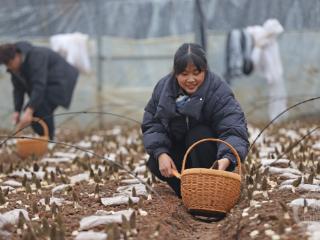 重庆彭水：羊肚菌抢“鲜”上市 村民采摘忙