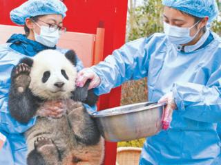 来看大熊猫，又不只看大熊猫（美丽中国·不一样的生态游④）