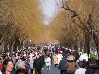 白堤柳枝绽新芽