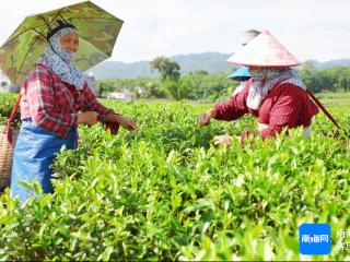 白沙劳务品牌助茶叶飘香 产业富民促乡村振兴