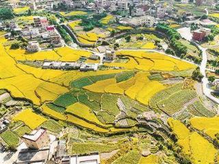 推进农业农村高质量发展！我市加快建设厦门版宜居宜业和美乡村