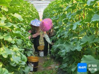 昌江引种育种扩繁中心试种新品种 促进村民增收