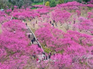 重庆沙坪坝红岩景区花开正艳