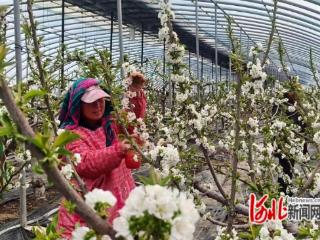 组图｜河北乐亭：温室樱桃花开满枝