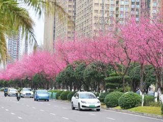 红梅绿梅交相辉映 江北街头春日画卷醉游人