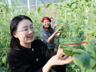 沾化区滨海镇：共富园里瓜果香