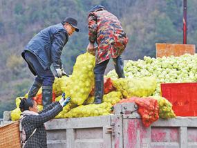 抢收青菜头  助农促增收