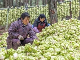 新春走基层 | 小小青菜头 变身致富“金疙瘩”