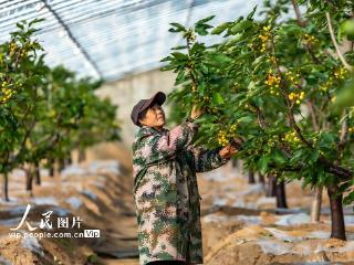 山西平陆：大棚樱桃春管忙