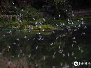 【高清组图】贵州望谟：千余只灰头麦鸡探访“布依圣境”