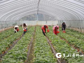 仁怀：草莓抢“鲜”上市 映红甜蜜日子