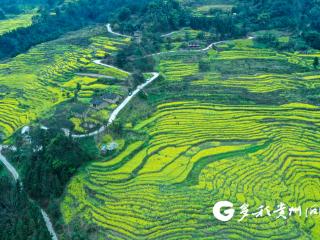 快来看 册亨千亩油菜花开啦