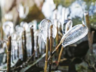 宁波东钱湖畔现冰凌景观