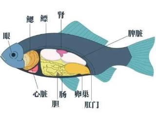 两患者生吞鱼胆中毒 专家：避免食用！这些常见鱼胆都有毒