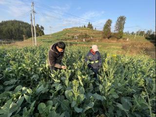 【新春走基层】石阡县龙硐村：大年初三 第一书记赶回村里指导油菜种植