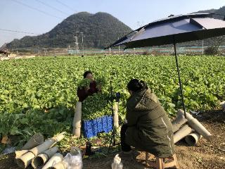 安顺：“村播”激活乡村“一池春水”