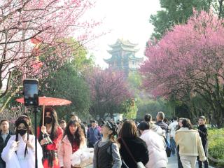 鸿恩寺公园梅花盛开俏枝头 芬芳美景惹人醉