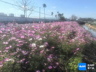 万寿菊、香根草……三亚水稻田边这些花花草草竟然是“灭虫神器”