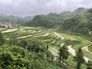 紫云自治县青林村：组织带头破题 村寨提“颜”增“质”