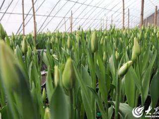 菏泽催花“家族”添新丁 4万余支催花郁金香上市