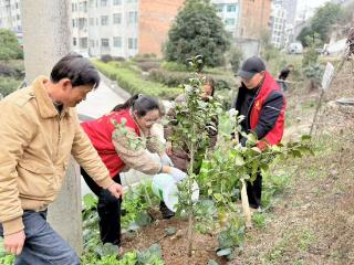 三穗县文笔街道文笔社区：全民植树添新绿 共绘生态新画卷